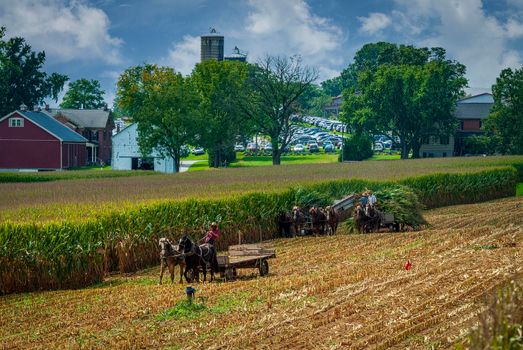 Ronks, Pennsylvania, September 11, 2021 - A View of Amish Harvesting There Corn Using Six Horses and Three Men as it was Done Years Ago on a Sunny Fall Day