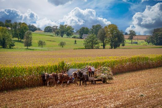 A View of Amish Harvesting There Corn Using Six Horses and Three Men as it was Done Years Ago on a Sunny Fall Day
