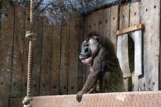 colorful mandril dril monkey with a black muzzle and a blue-pink rainbow booty in the green zoo wuppertal germany, in an aviary behind glass. High quality photo