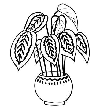 Calathea marantha in a pot in black line outline cartoon style. Coloring book houseplants flowers plant for interrior design in simple minimalist design, plant lady gift