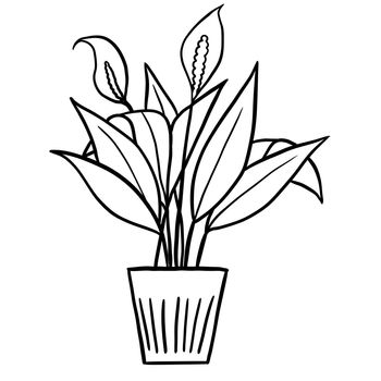 Peace lily spathiphyllum in a pot in black line outline cartoon style. Coloring book houseplants flowers plant for interrior design in simple minimalist design, plant lady gift