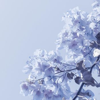 Flower background, spring nature and botanical beauty concept - Blue floral composition