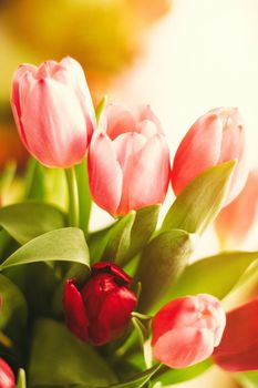 Bouquet of tulips in bloom - mothers day, springtime and international womens day concept. Brighten up your home with flowers