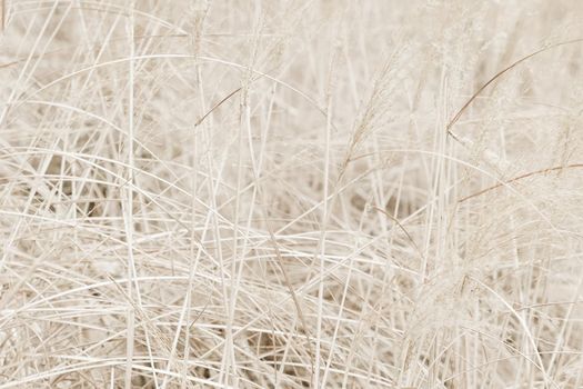 Beauty in nature, balanced lifestyle, environmental concept - Rustic autumn field