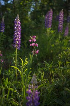 beautiful and bright Wild lupine flowers in a field against a sunset. High quality photo