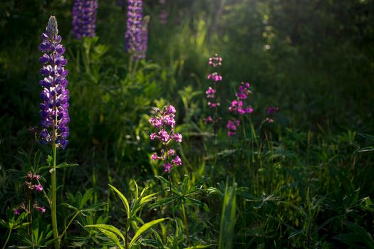 beautiful and bright Wild lupine flowers in a field against a sunset. High quality photo