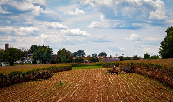 A View of Amish Harvesting There Corn Using Six Horses and Three Men as it was Done Years Ago on a Sunny Fall Day