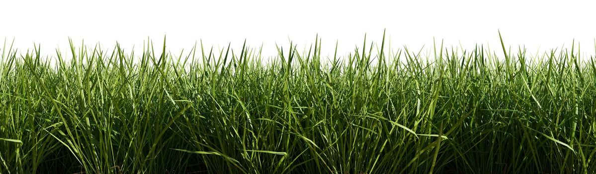 Isolated green grass on a white background, 3d rendering illustration.