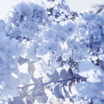 Flower background, spring nature and botanical beauty concept - Blue floral composition