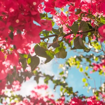 Floral background, spring nature and botanical beauty concept - Coral blooming flowers and blue sky, feminine style background