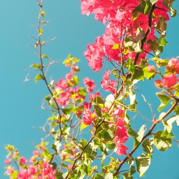 Floral background, spring nature and botanical beauty concept - Coral blooming flowers and blue sky, feminine style background