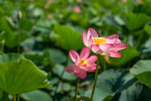 A pink lotus flower sways in the wind. Against the background of their green leaves. Lotus field on the lake in natural environment