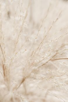 Beauty in nature, balanced lifestyle, environmental concept - Rustic autumn field