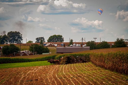 A View of Amish Harvesting There Corn Using Six Horses and Three Men as it was Done Years Ago on a Sunny Fall Day