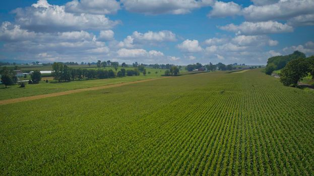 Drone View of Amish Countryside With Barns and Silos, a Patch Work of Corps and Farmlands on Sunny Day.
