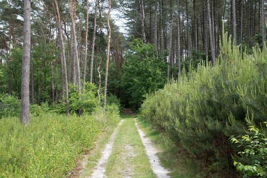 road in silence in a mixed forest among tall green pine trees on a sunny day. High quality photo