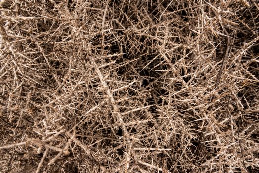 Full frame closeup backdrop of brown dried twigs of tumbleweed plant with prickles