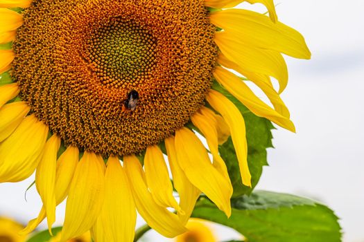 Yellow sunflower with bumblebee on the core of flower close-up. High quality photo