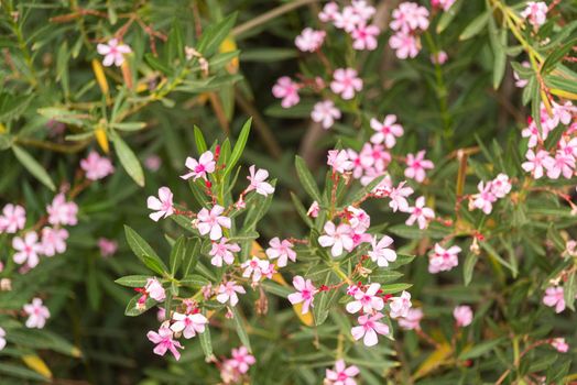 Pink blooming flowers and green leaves of soapworts growing in garden on summer day