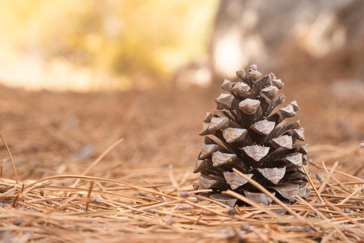 Closeup of dry pine cone on yellow fir needles in sunlight in selective focus