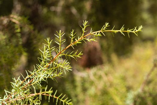 Selective focus of verdant thin twigs of juniper vegetating in nature on sunny day