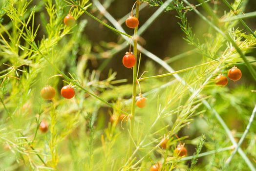 Full frame of Asparagus with red ripe berries and green leaves growing in sunshine in countryside