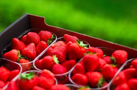 Strawberries packaged in box, sweet ripe perfect strawberry harvest, organic garden and agriculture concept