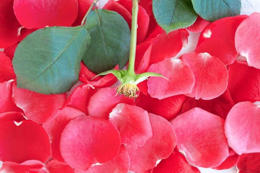 flat lay with red rose petals and stem from rose with green leaves. soft focus. copy space