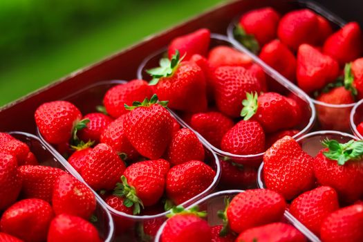 Strawberries packaged in box, sweet ripe perfect strawberry harvest, organic garden and agriculture concept