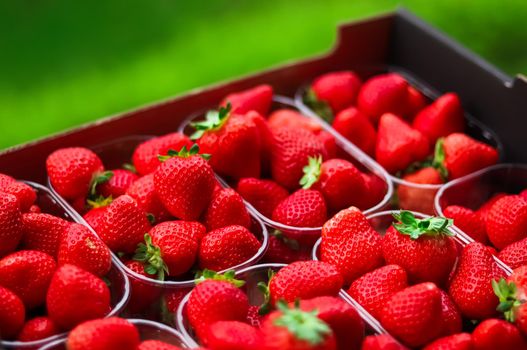 Strawberries packaged in box, sweet ripe perfect strawberry harvest, organic garden and agriculture concept