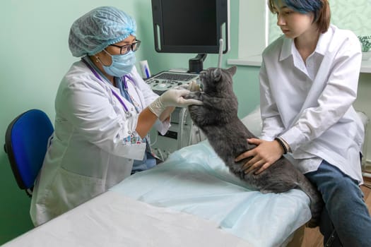 examination of a cat in a veterinary clinic. Woman veterinarian examines a sick gray cat. Soft focus