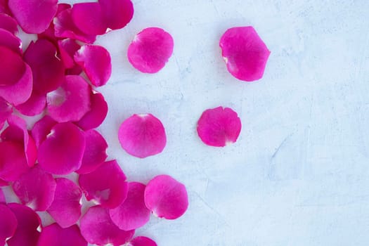 flat lay with magenta rose petals on white textured background with space for text. soft focus. copy space