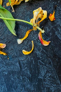 flat lay with fallen dry tulip on black textured background. the concept of withering, aging and death. soft focus