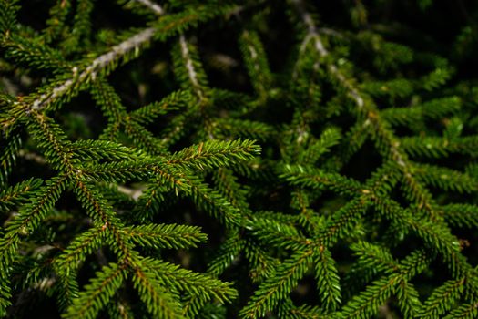 Green branches of fir tree as a natural background