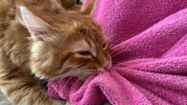 close up of a red kitten pulling a pink terry blanket over itself