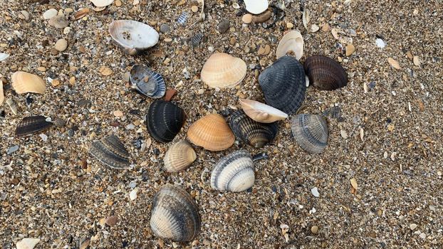 eleven colorful seashells on fine sand and garbage