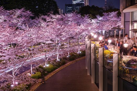Cherry blossoms in Tokyo Midtown (in full bloom). Shooting Location: Tokyo metropolitan area