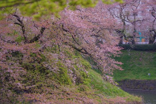 Image of cherry blossoms of Chidorigafuchi. Shooting Location: Tokyo metropolitan area