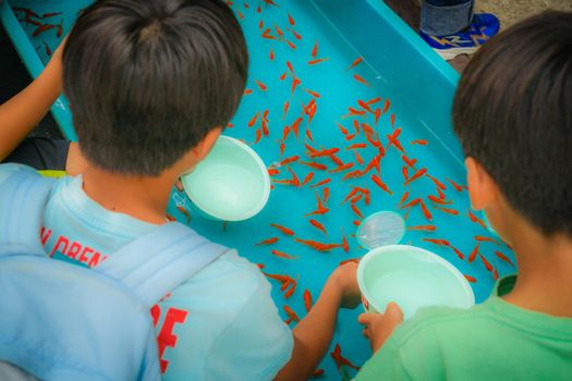 Summer Festival Goldfish Screen Image. Shooting Location: Yokohama-city kanagawa prefecture