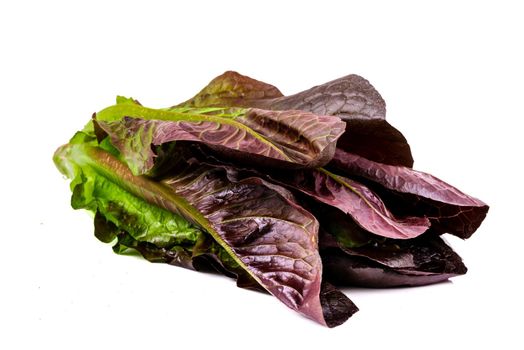 Newly harvested fresh lettuce on isolated white background