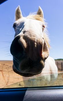 a horse looking through an open car window close up