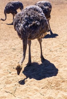 A group of ostriches looking for food in the sand on a sunny day