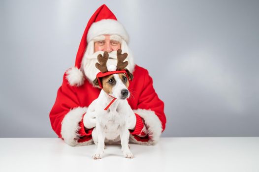 Portrait of santa claus and dog jack russell terrier in rudolf reindeer ears on a white background