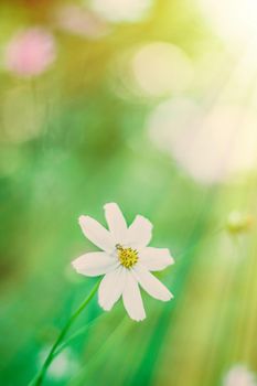 Daisy flowers in sunlight - springtime, beauty in nature and gardening concept. Garden dream in sunny day