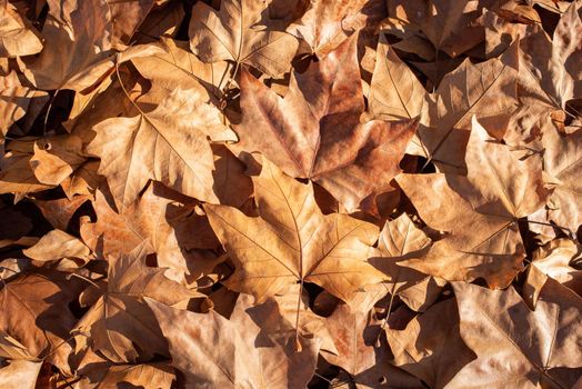 Wallpaper of a pile of fallen leaves in the floor during autumn in a sunny day