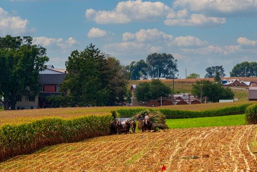 A View of Amish Harvesting There Corn Using Six Horses and Three Men as it was Done Years Ago on a Sunny Fall Day