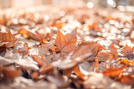 Selective focus in leaves from the trees fallen on the street in a sunny day