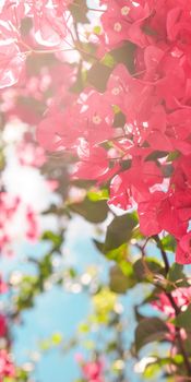 Floral background, spring nature and botanical beauty concept - Coral blooming flowers and blue sky, feminine style background