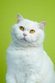 Cute portrait of white furry cat on green chromakey background. Studio photo. Luxurious isolated domestic kitty