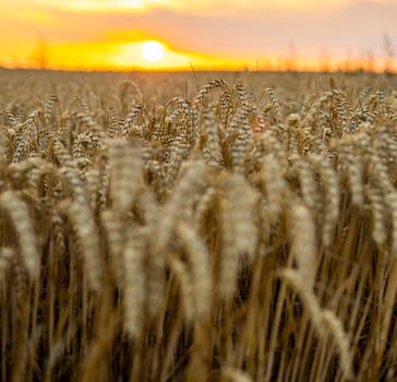 Ears of golden wheat close up on a agricultural field. Rural scenery under shining sunlight. Background of ripening ears of meadow wheat field. Rich harvest concept